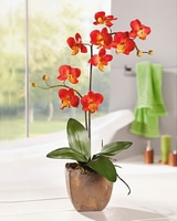 Dekorativn - Orchidej