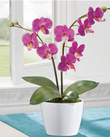 Dekorativn Kvtina - Orchidej Lila